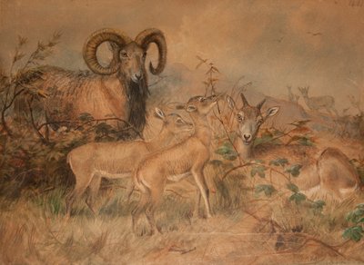Moutons sauvages de Vigne, 1858 - Joseph Wolf